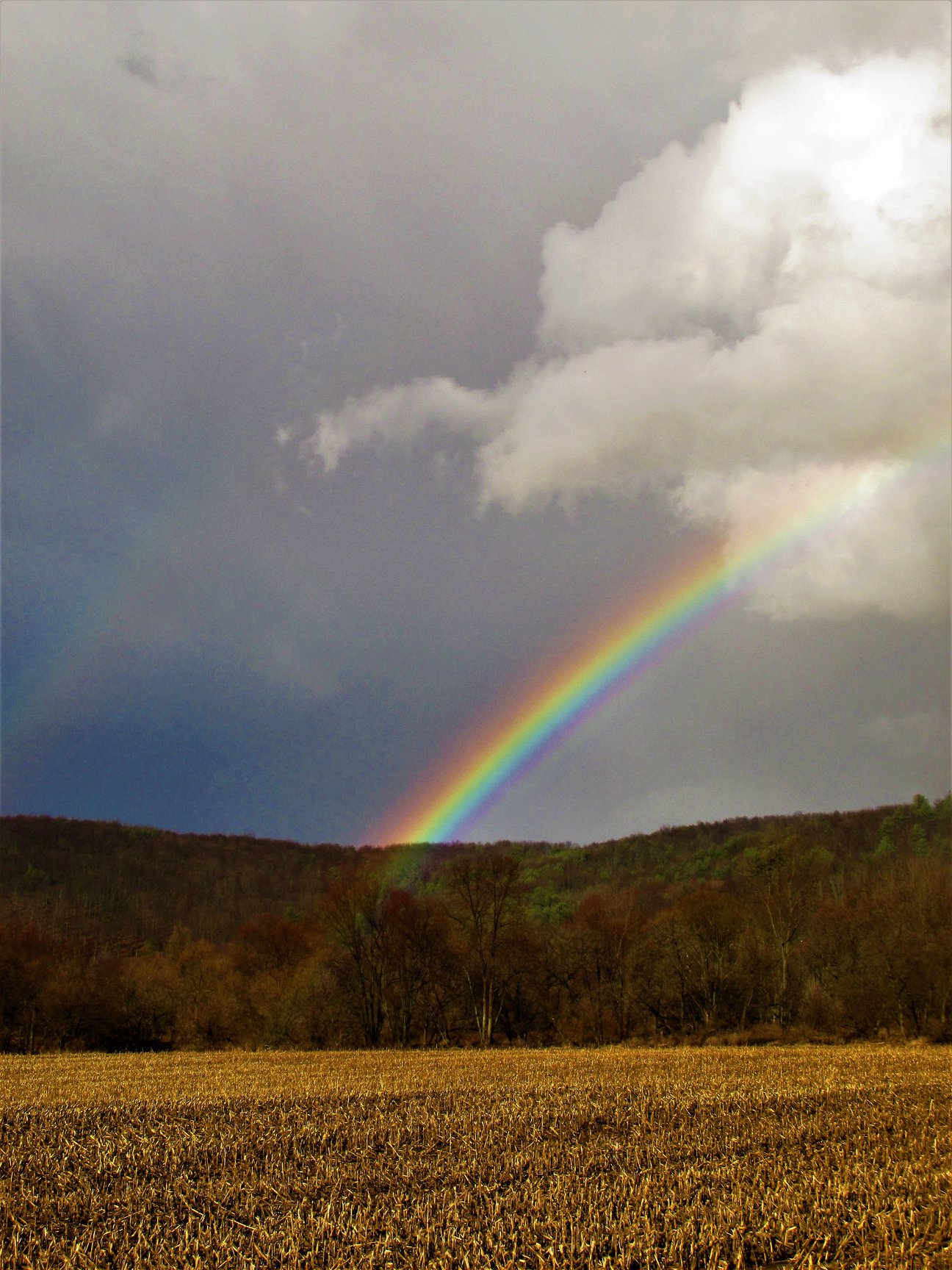Obituary of Shirley Jean Button of Lawrenceville, PA