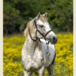 Obituary of Debora Ann Sipps of Westfield, PA