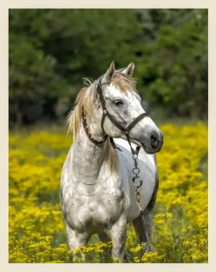 Obituary of Debora Ann Sipps of Westfield, PA