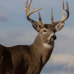 Obituary of John Felondis of Wellsboro, PA