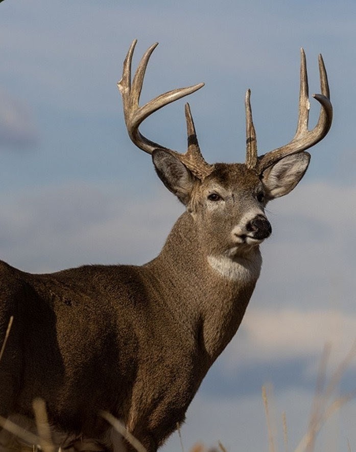 Obituary of John Felondis of Wellsboro, PA