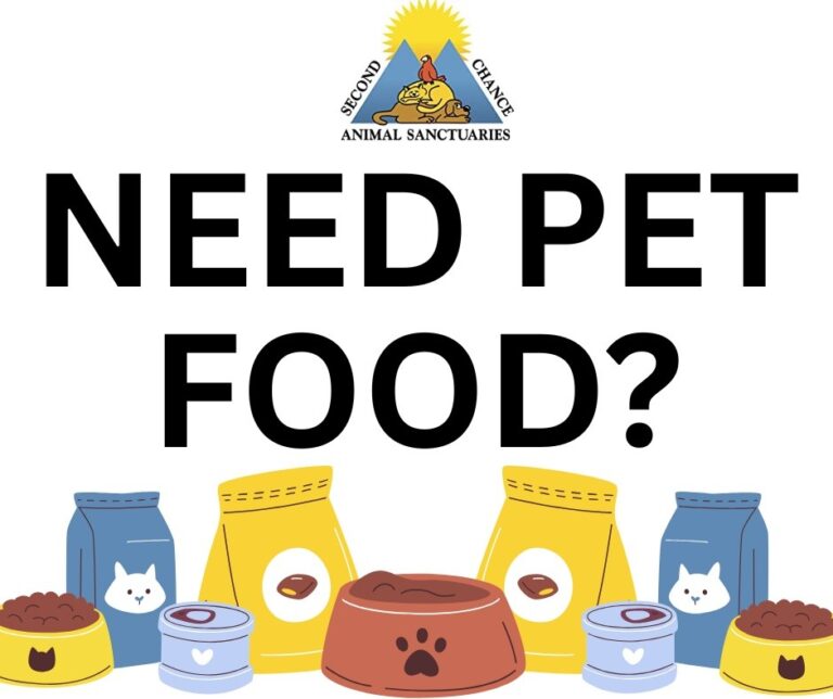 Does Your Pet Need Food?