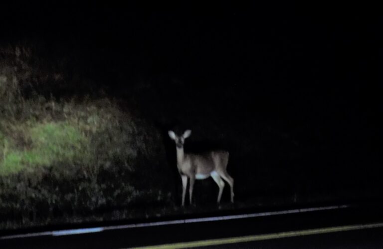 Vehicle Stuck in Roadway After Striking Deer